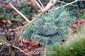 wbgarden dwarf conifers 60